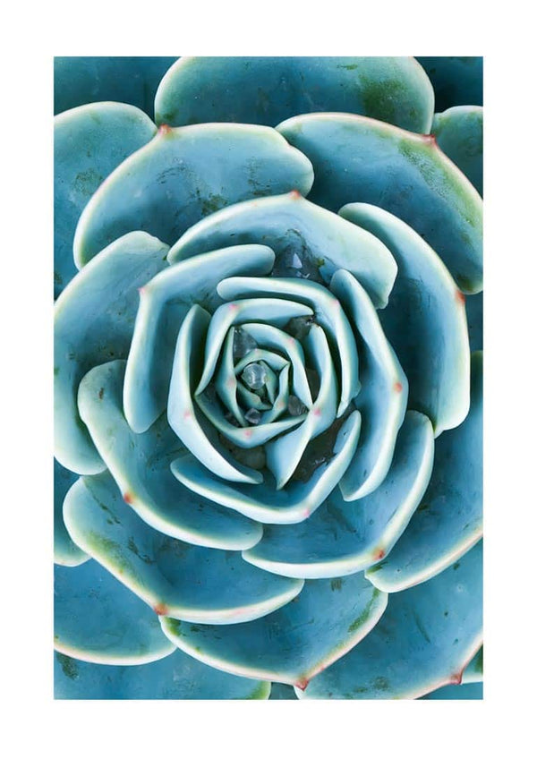 Close-up image of a green succulent plant featured on the Green Sukkulent poster.