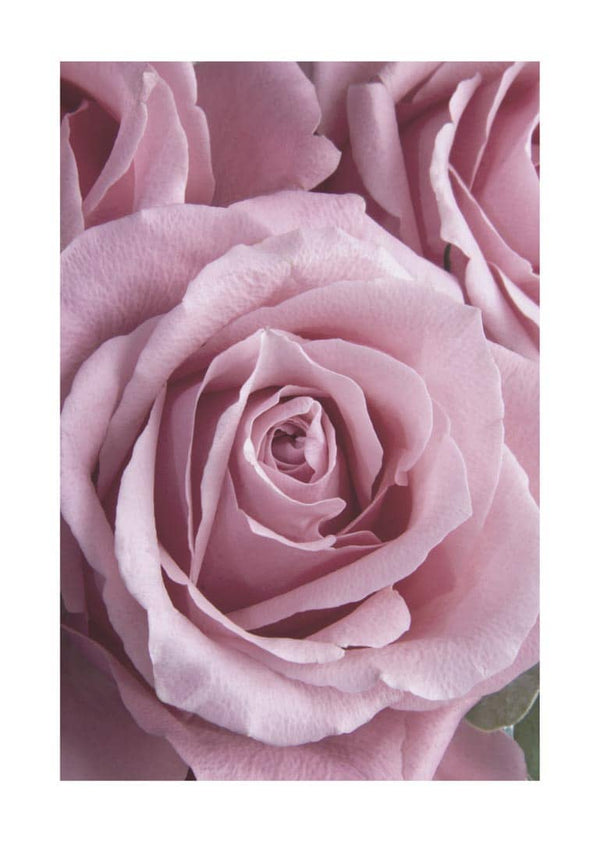 Close-up of a single pink rose with delicate petals, featured on the Pink Single Rose poster.