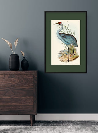 Framed art print of an Australsk Trane by Elizabeth Gould hanging on a dark wall above a wooden dresser.