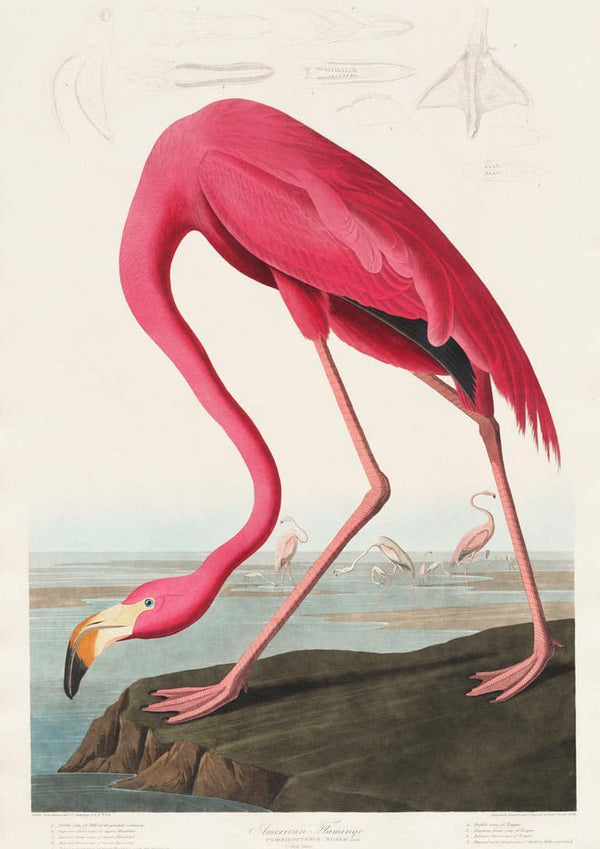 Illustration of a pink flamingo by John James Audubon, bending its neck near a shoreline with other flamingos in the background.