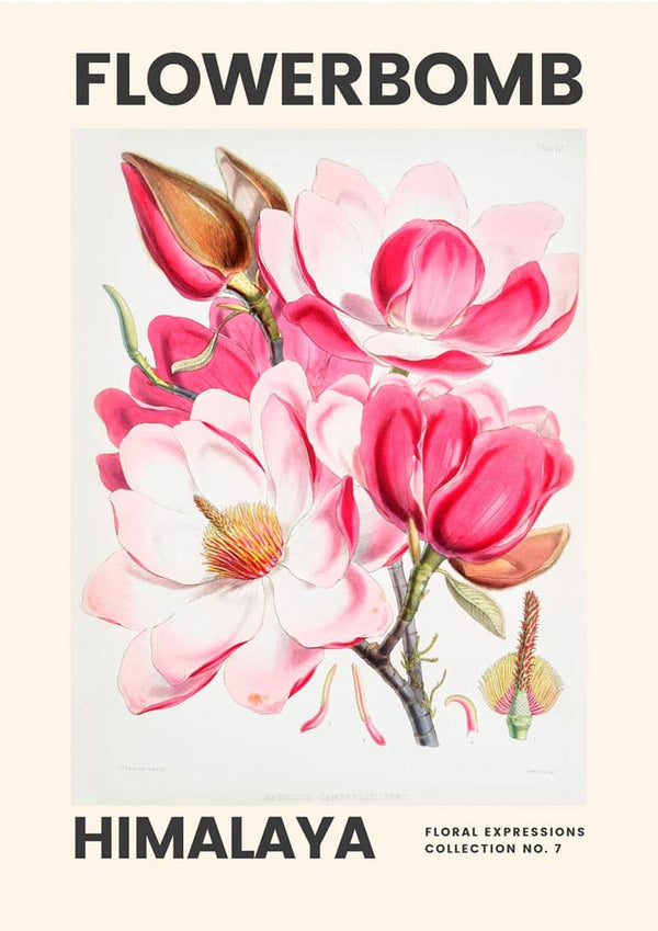 Art print of pink and white magnolia flowers with "FLOWERBOMB HIMALAYA" text, featured on a product page.
