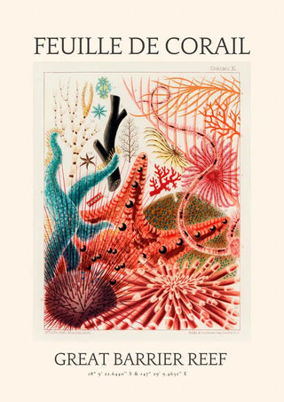 Vintage illustration of various colorful corals and sea plants, labeled "Great Barrier Reef" plakat.