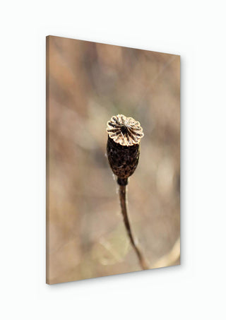A Poppy Pod - Anna Milewska