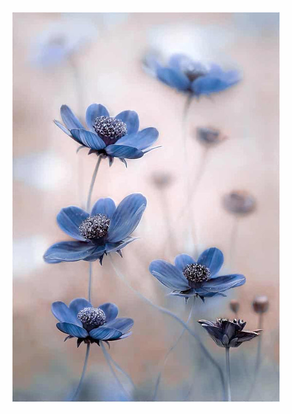 Delicate blue cosmos flowers with fine details, photographed artistically by Mandy Disher.