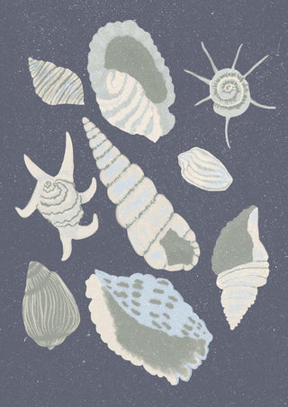 Collection de coquillages - Aliya Putrus