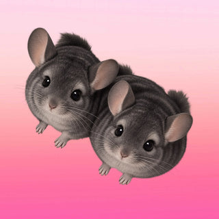 Two Chinchillas by Stidox - two fluffy grey chinchillas against a pink gradient