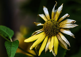 Verfall by Guido Lucker - photograph of a wilting yellow flower with curling petals against a dark background