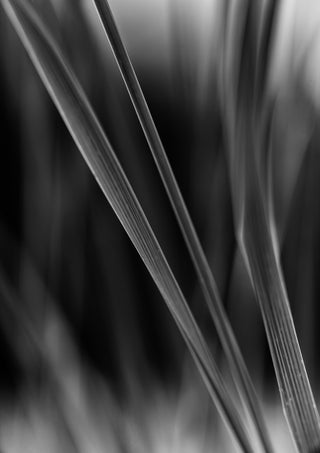 Diagonale Halme by Guido Lucker - black and white photograph of grass blades crossing diagonally against a dark background