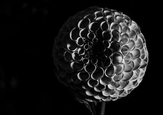 Lunar Bloom by Guido Lucker - black and white photograph of a dahlia lit from the side against a black background