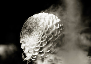 Lunar Bloom III by Guido Lucker - pale dahlia in soft focus against a warm grey haze