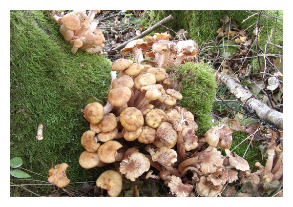 Skogens puls by Ljilja Marinic - honey coloured mushrooms on the forest floor beside green moss