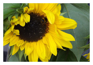 Solrosen som bäst by Ljilja Marinic - a sunflower in close-up with a bumblebee on its dark seeded centre