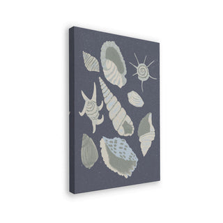 Collection de coquillages - Aliya Putrus