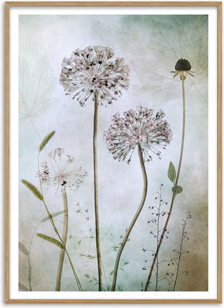 Allium- Mandy Disher