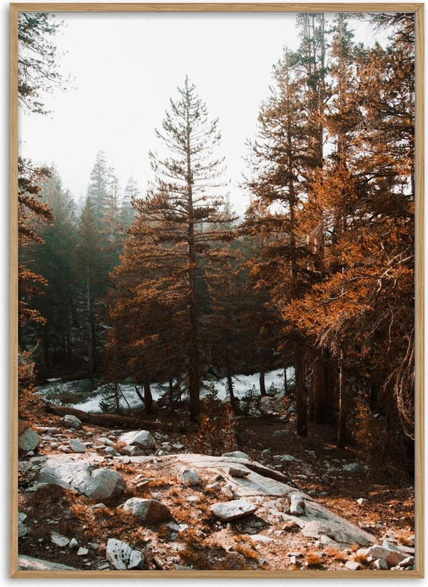 Sunlit autumn trees with orange leaves and rocks in a serene forest, featured on the Autumn Trees Naturposter.