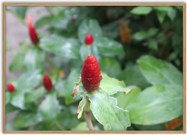 Costus by Elefteria - a red cone-shaped costus bud among wet green leaves