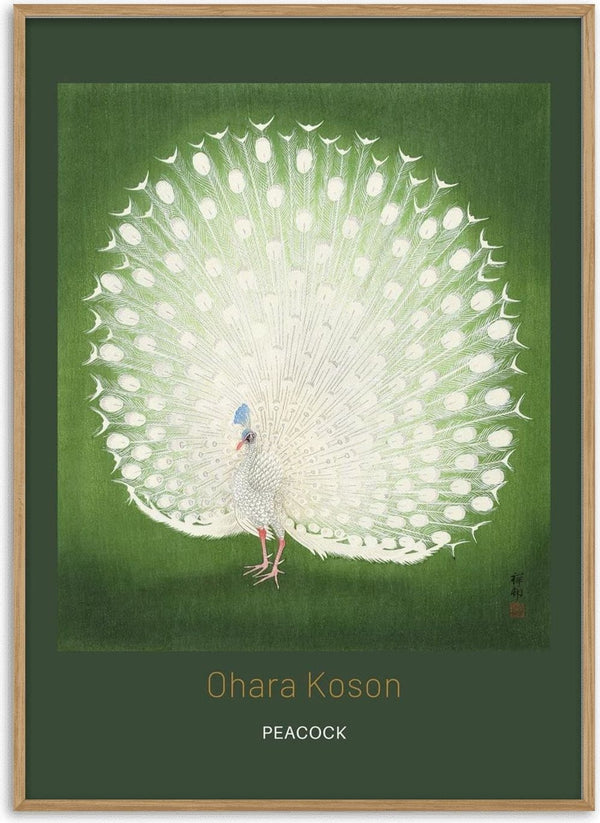 Japanese art print of a white peacock with fanned tail on green, by Ohara Koson.