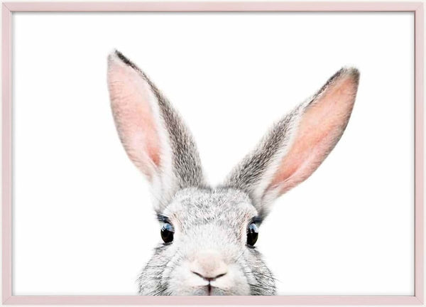 Front view of a gray bunny peeking up with ears upright on a white background.