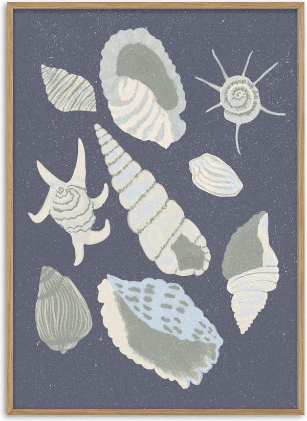 Collection de coquillages - Aliya Putrus