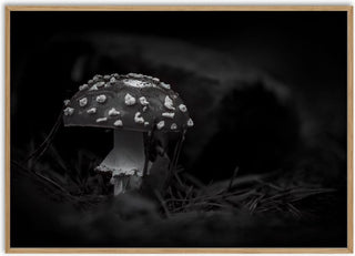 Veneno - Guido Lucker